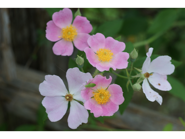 Rosa setigera (Climbing prairie rose) #38045