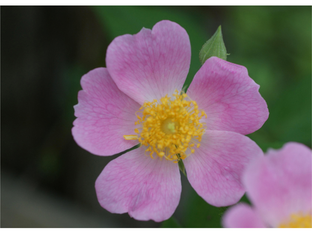 Rosa setigera (Climbing prairie rose) #38046