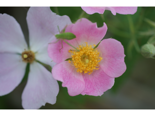 Rosa setigera (Climbing prairie rose) #38047