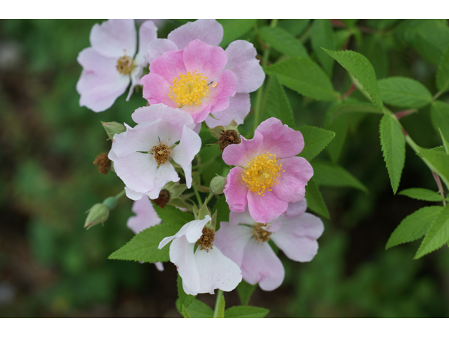 Rosa setigera (Climbing prairie rose) #38048