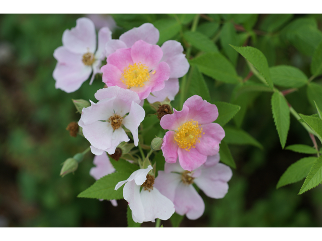 Rosa setigera (Climbing prairie rose) #38049