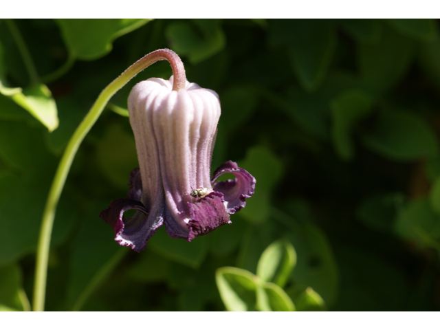 Clematis pitcheri (Purple leatherflower) #38069