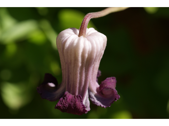 Clematis pitcheri (Purple leatherflower) #38070
