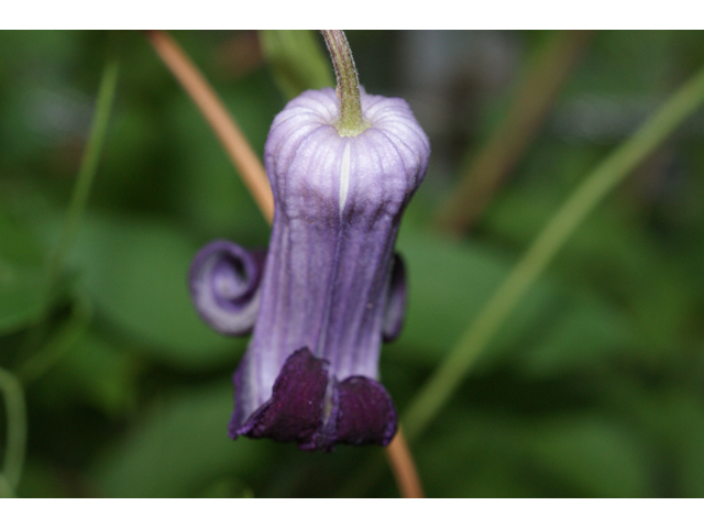 Clematis pitcheri (Purple leatherflower) #38071
