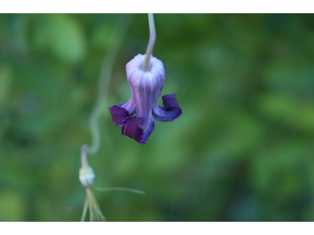 Clematis pitcheri (Purple leatherflower) #38072
