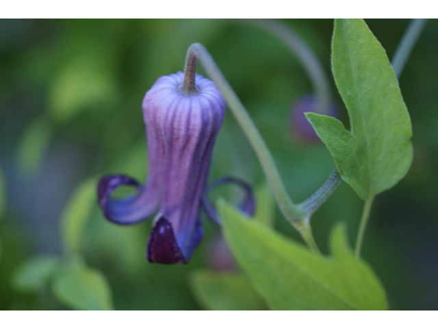 Clematis pitcheri (Purple leatherflower) #38073