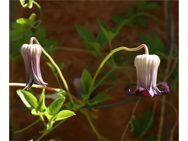 Clematis pitcheri (Purple leatherflower) #38074