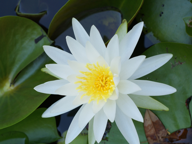 Nymphaea odorata (American white water-lily) #38114
