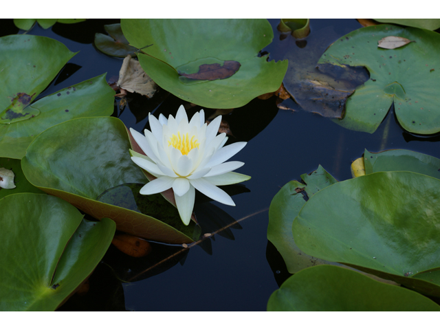 Nymphaea odorata (American white water-lily) #38116