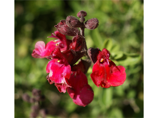 Salvia greggii (Autumn sage) #38132