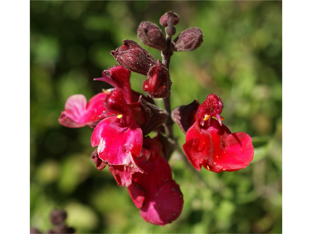 Salvia greggii (Autumn sage) #38133