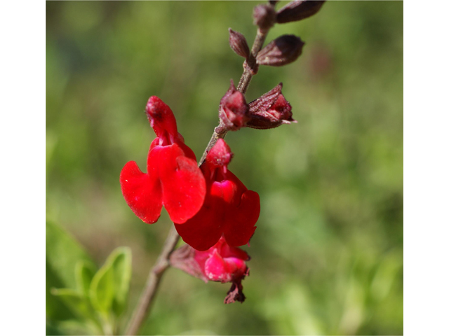 Salvia greggii (Autumn sage) #38136