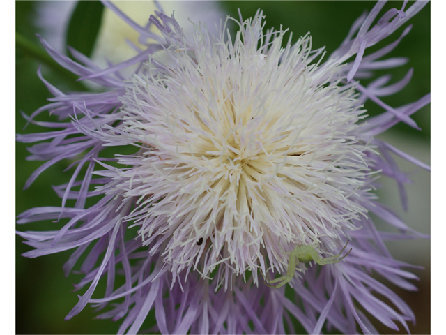 Centaurea americana (American basket-flower) #38158