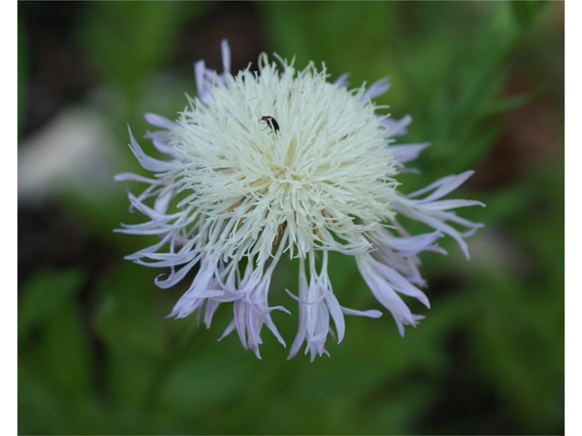 Centaurea americana (American basket-flower) #38165