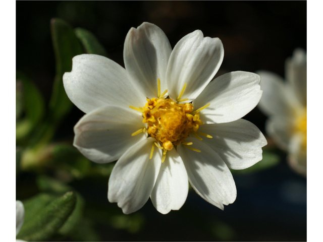 Melampodium leucanthum (Blackfoot daisy) #38168