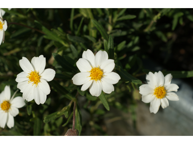 Melampodium leucanthum (Blackfoot daisy) #38169