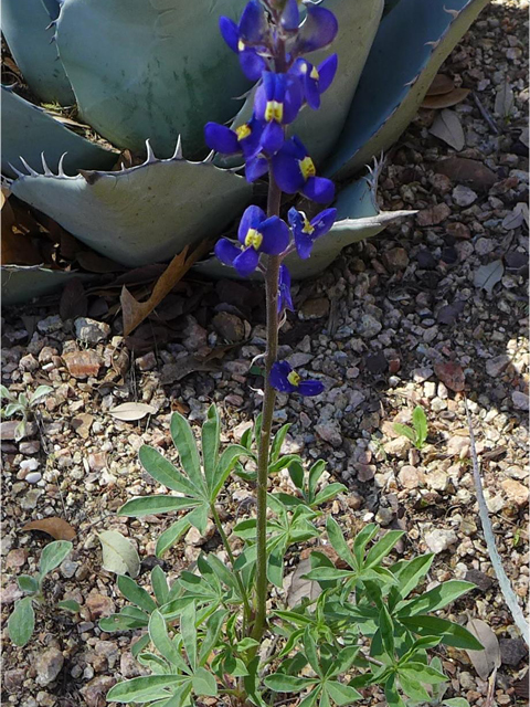Lupinus texensis (Texas bluebonnet) #38219