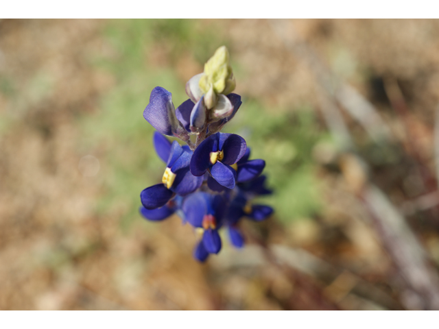 Lupinus texensis (Texas bluebonnet) #38221