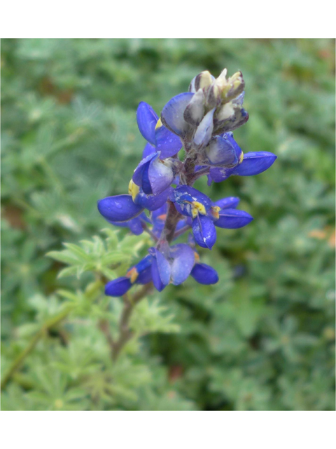 Lupinus texensis (Texas bluebonnet) #38229
