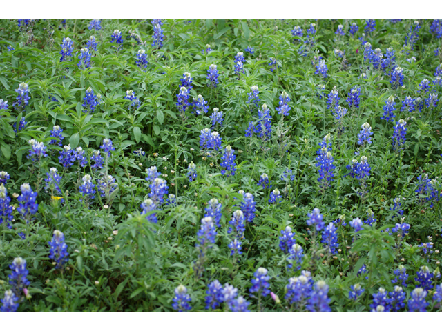 Lupinus texensis (Texas bluebonnet) #38239