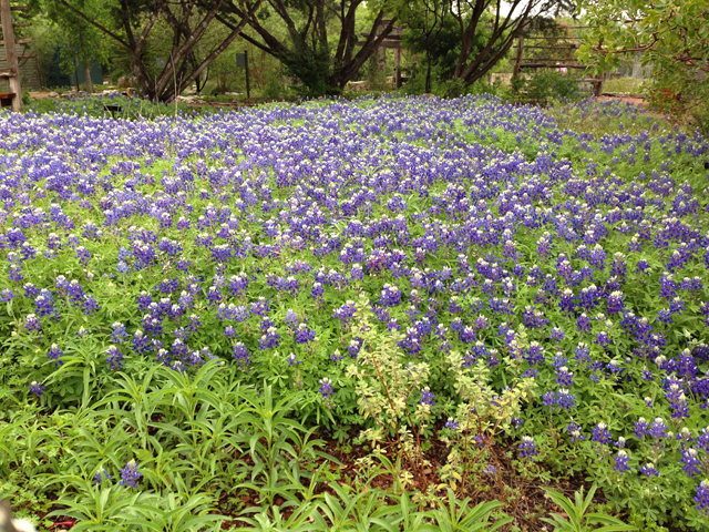 Lupinus texensis (Texas bluebonnet) #38240
