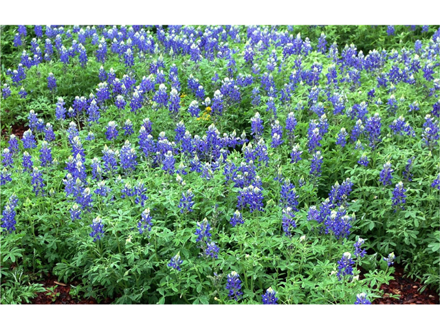 Lupinus texensis (Texas bluebonnet) #38241