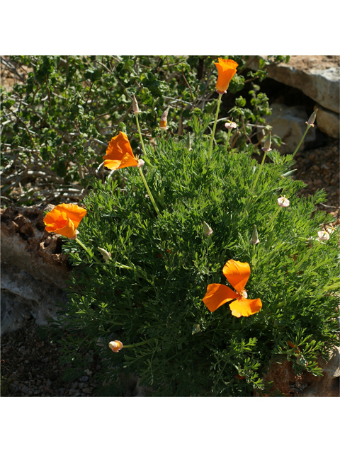 Eschscholzia californica ssp. californica (California poppy) #38270