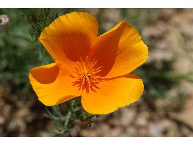 Eschscholzia californica ssp. californica (California poppy) #38271