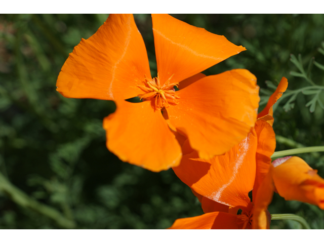Eschscholzia californica ssp. californica (California poppy) #38272