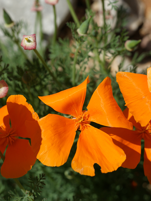 Eschscholzia californica ssp. californica (California poppy) #38275