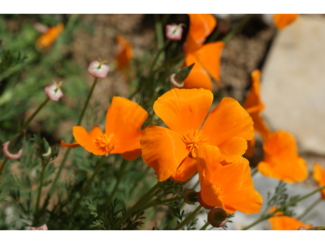 Eschscholzia californica ssp. californica (California poppy) #38276