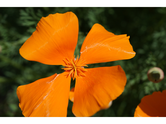 Eschscholzia californica ssp. californica (California poppy) #38277