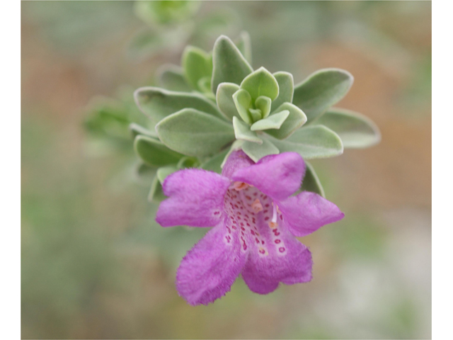 Leucophyllum frutescens (Cenizo) #38338