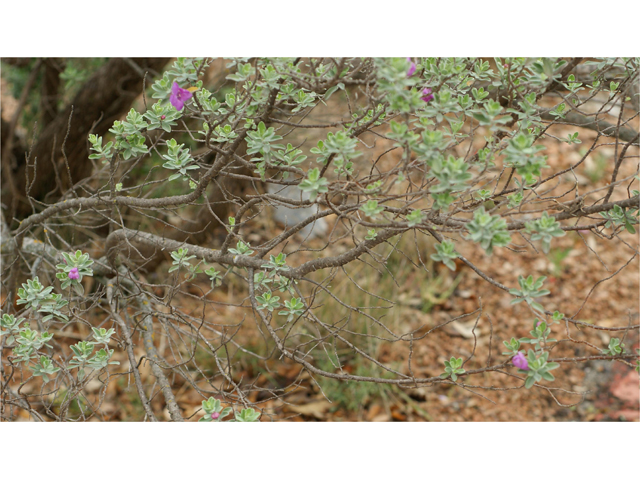 Leucophyllum frutescens (Cenizo) #38339