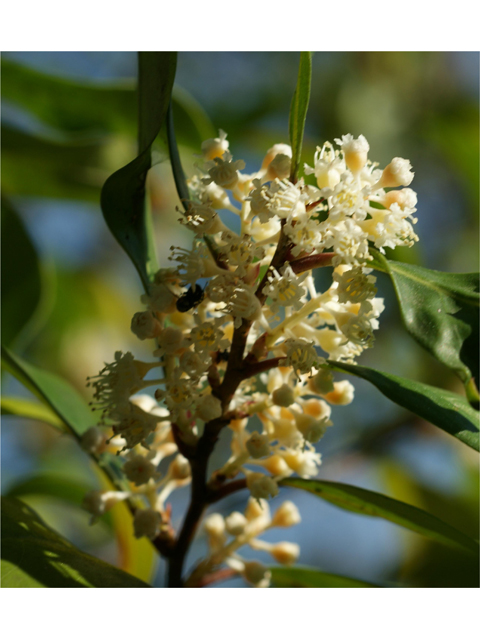 Prunus caroliniana (Carolina cherry-laurel) #38345