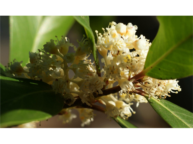 Prunus caroliniana (Carolina cherry-laurel) #38348