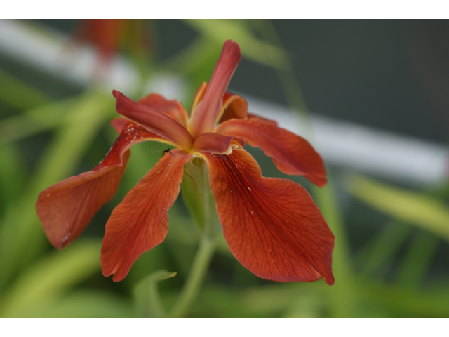 Iris fulva (Copper iris) #38380