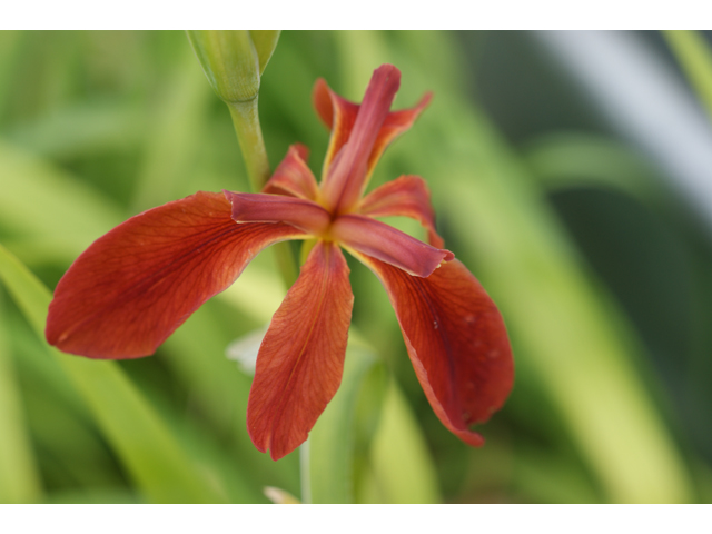 Iris fulva (Copper iris) #38382