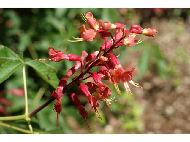 Aesculus pavia (Scarlet buckeye ) #38413
