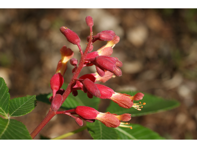 Aesculus pavia (Red buckeye) #38419