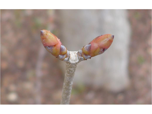 Aesculus pavia (Red buckeye) #38423
