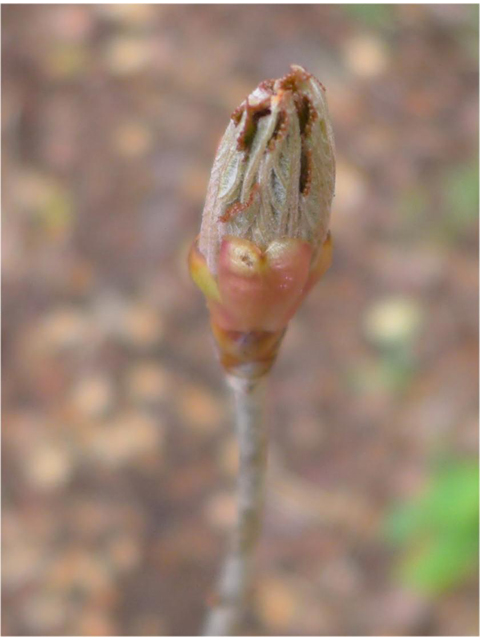 Aesculus pavia (Scarlet buckeye ) #38424