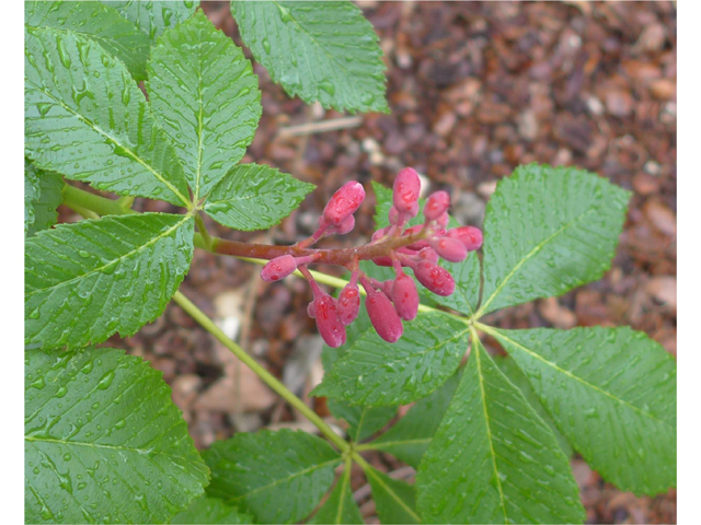 Aesculus pavia (Scarlet buckeye ) #38431