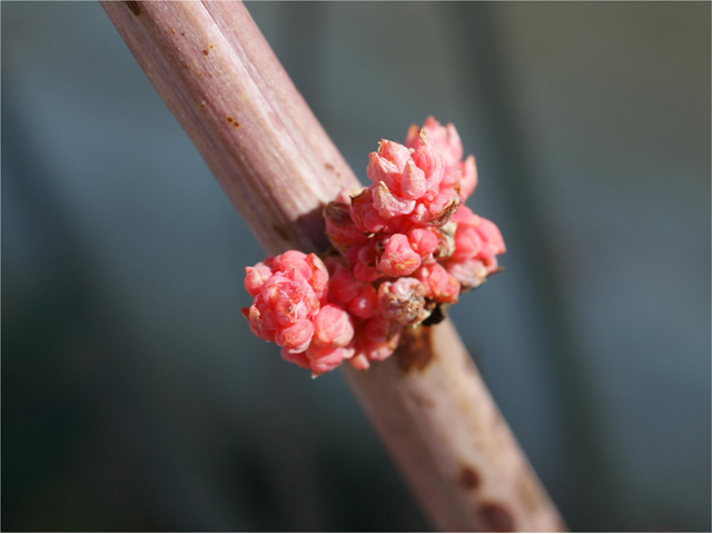Hesperaloe parviflora (Red yucca) #38434