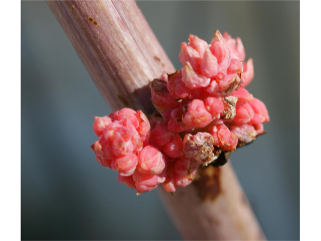 Hesperaloe parviflora (Red yucca) #38435