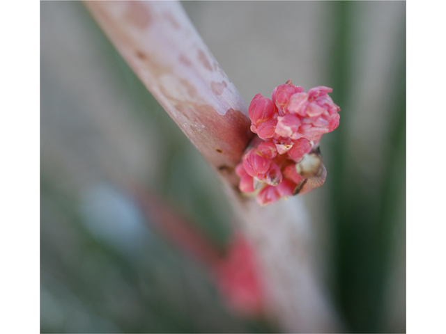 Hesperaloe parviflora (Red yucca) #38436