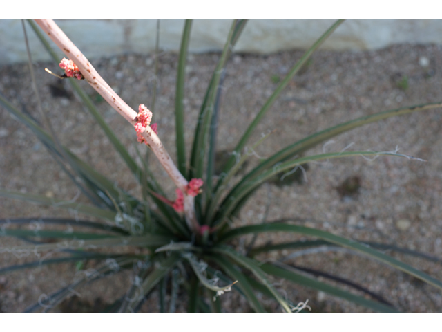 Hesperaloe parviflora (Red yucca) #38437