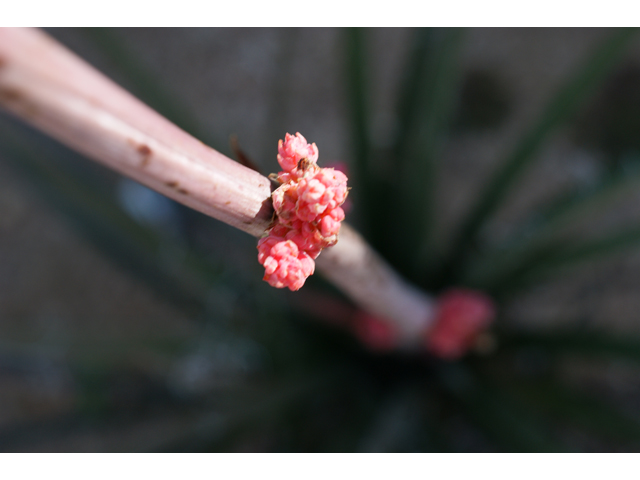 Hesperaloe parviflora (Red yucca) #38438