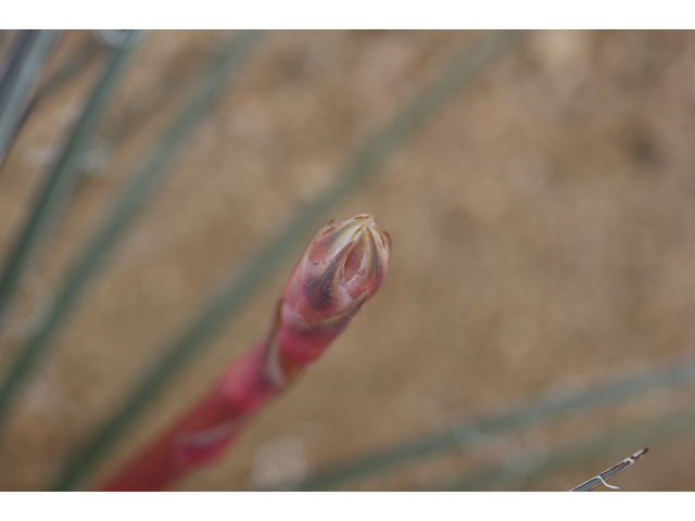 Hesperaloe parviflora (Red yucca) #38440