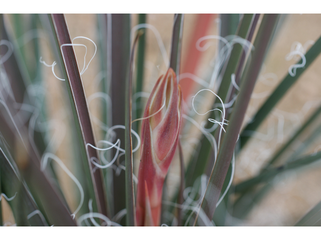 Hesperaloe parviflora (Red yucca) #38442